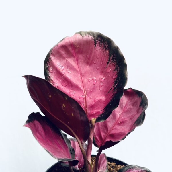 Calathea Roseopicta Crimson - Image 4