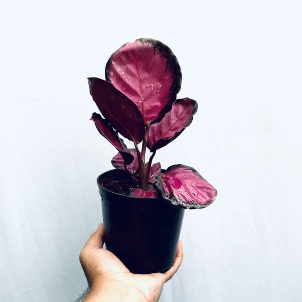 Calathea Roseopicta Crimson - Image 3