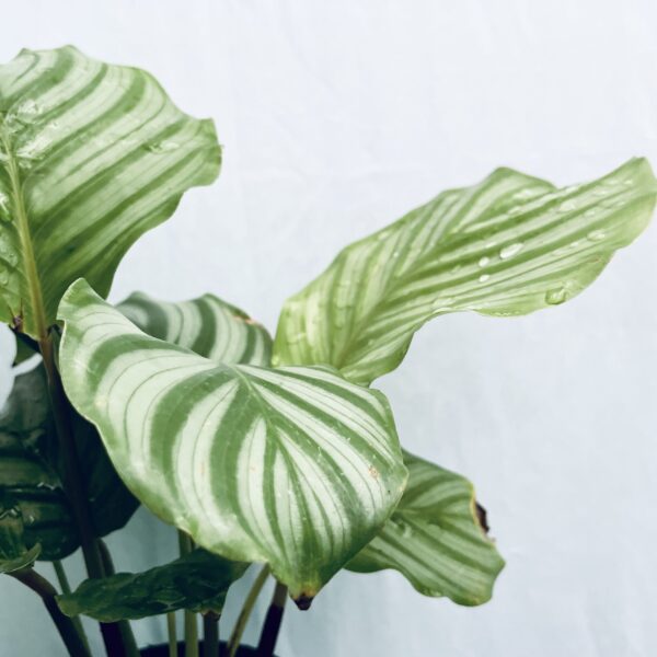 Calathea Orbifolia - Image 2