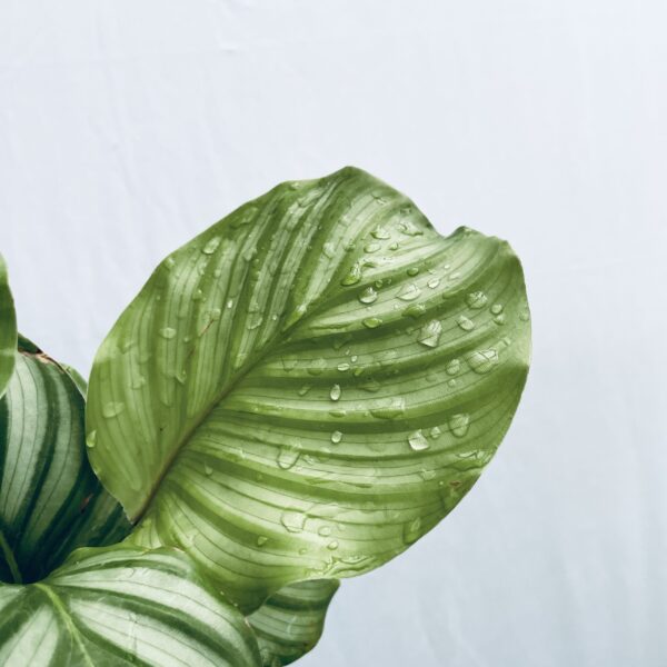 Calathea Orbifolia - Image 3