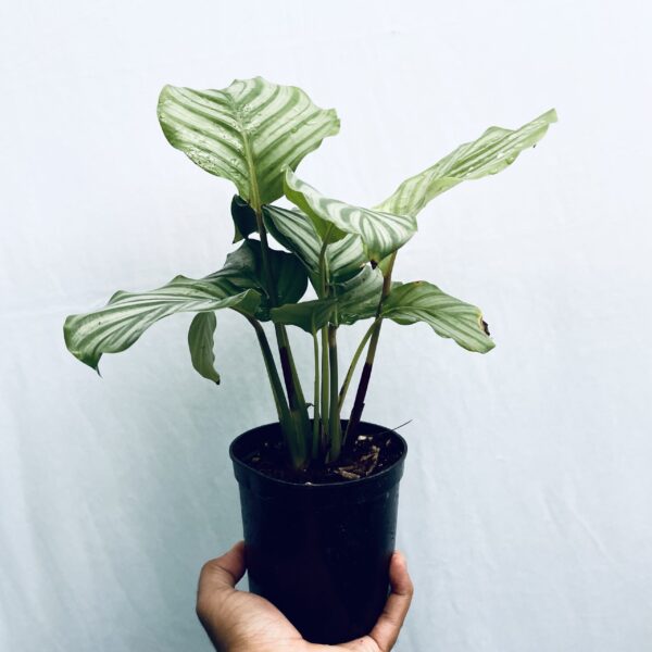 Calathea Orbifolia - Image 4