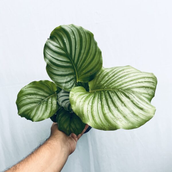 Calathea Orbifolia