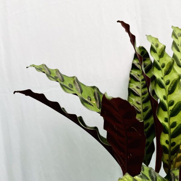 Calathea Insignis - L - Image 2