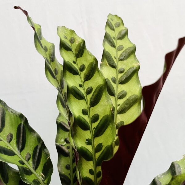 Calathea Insignis - L - Image 3