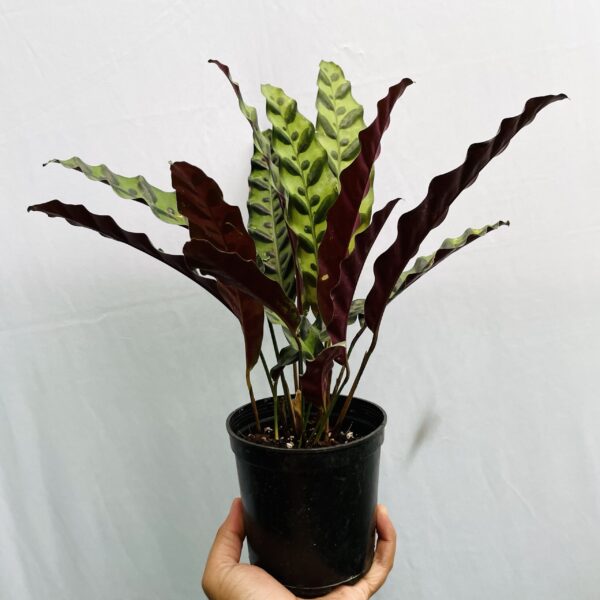 Calathea Insignis - L