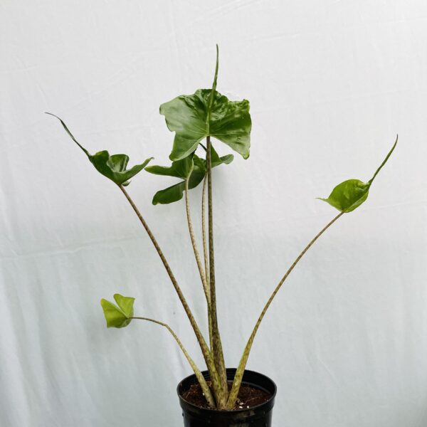 Alocasia Stingray - L