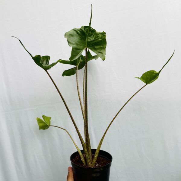 Alocasia Stingray - L - Image 3