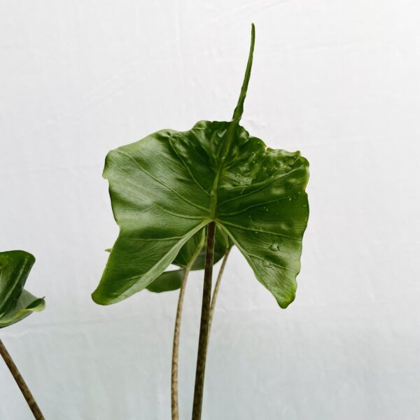 Alocasia Stingray - L - Image 4