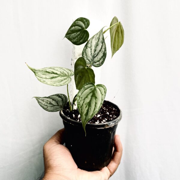 Philodendron Brandtianum- M