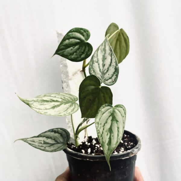 Philodendron Brandtianum- M - Image 4