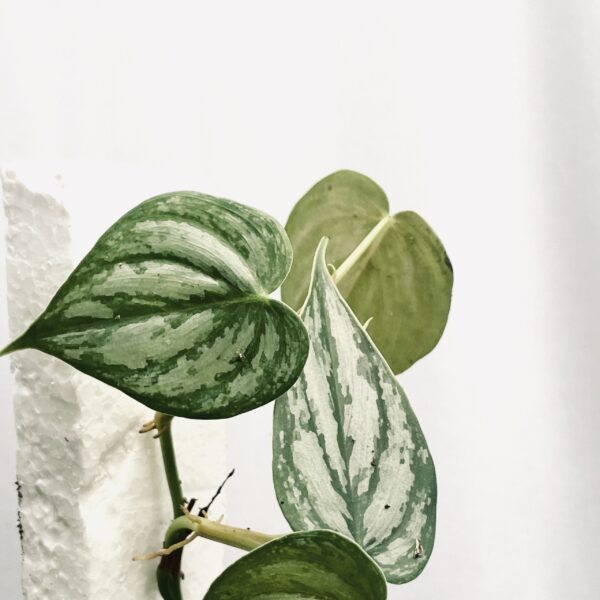 Philodendron Brandtianum- M - Image 3