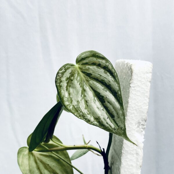 Philodendron Brandtianum- M - Image 2