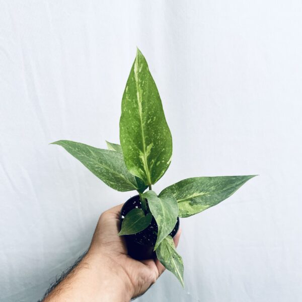 Anthurium Hookeri Variegated - S - Image 5