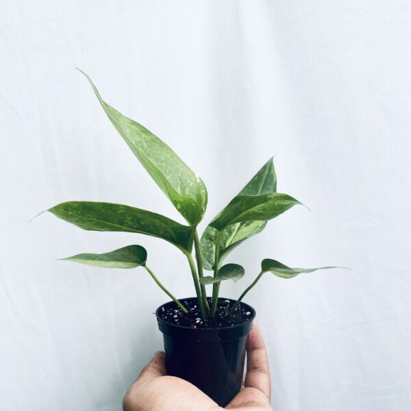 Anthurium Hookeri Variegated - S - Image 3