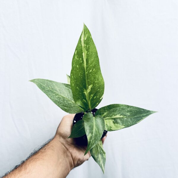 Anthurium Hookeri Variegated - S