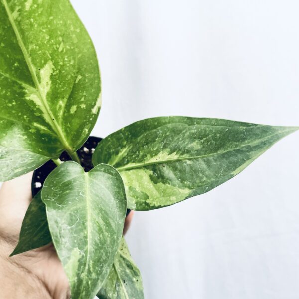 Anthurium Hookeri Variegated - S - Image 2