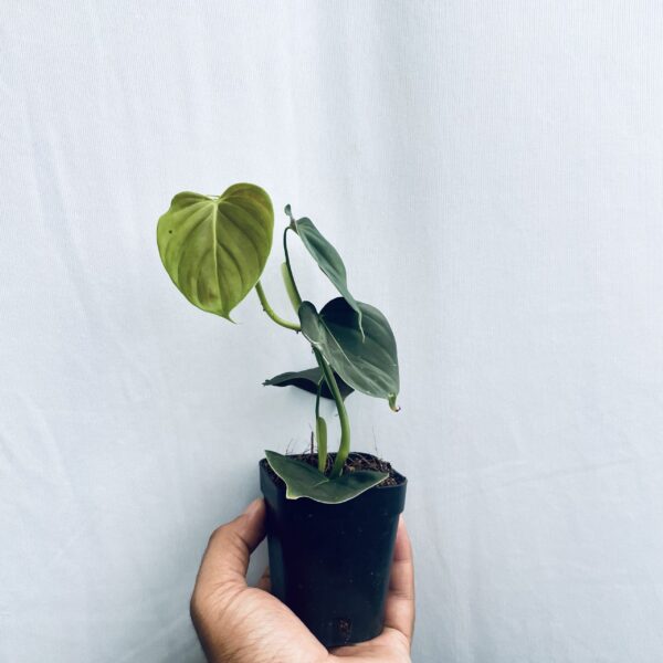 Philodendron Lupinum - Image 4
