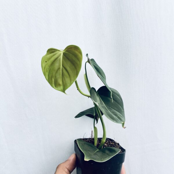 Philodendron Lupinum - Image 2