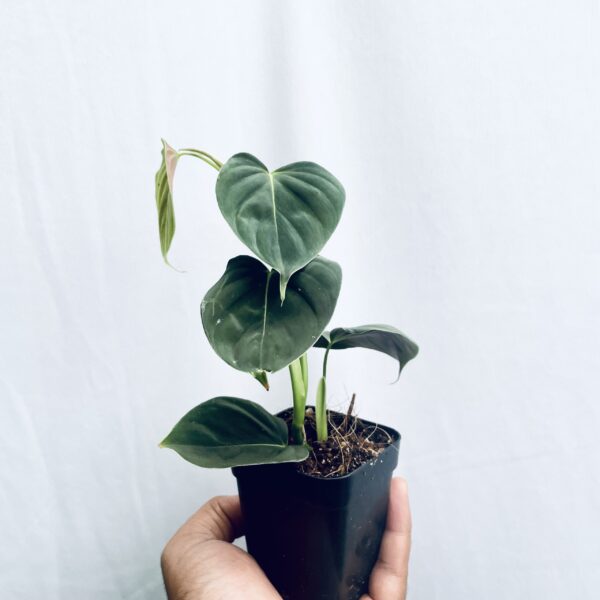Philodendron Lupinum