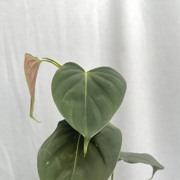 Philodendron Lupinum - Image 3