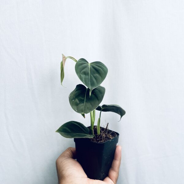 Philodendron Lupinum - Image 5