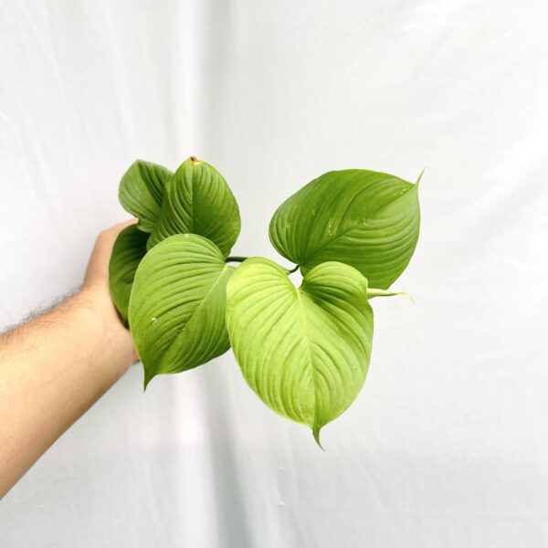 Philodendron Fibraecataphyllum