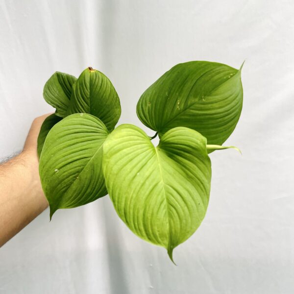 Philodendron Fibraecataphyllum - Image 3