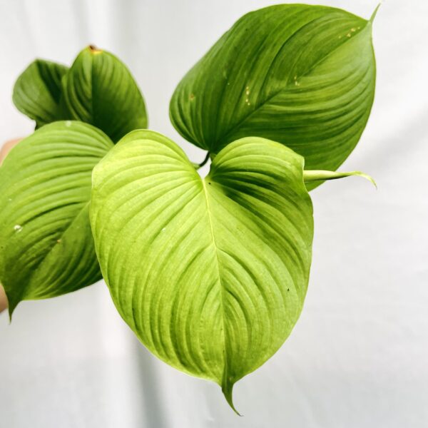 Philodendron Fibraecataphyllum - Image 7