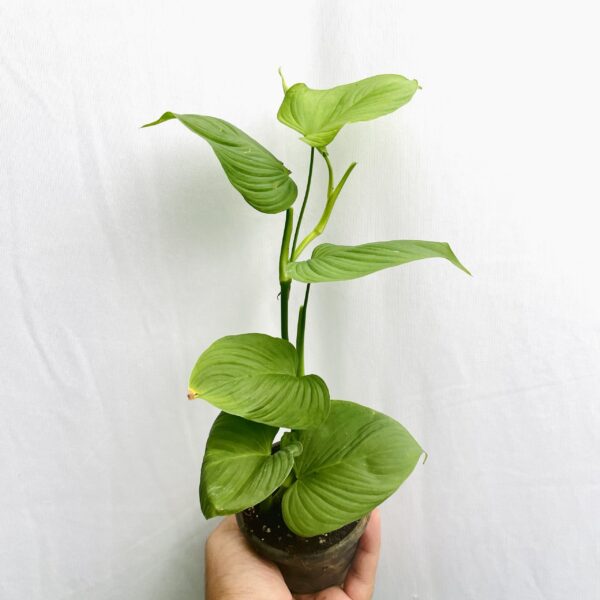 Philodendron Fibraecataphyllum - Image 6