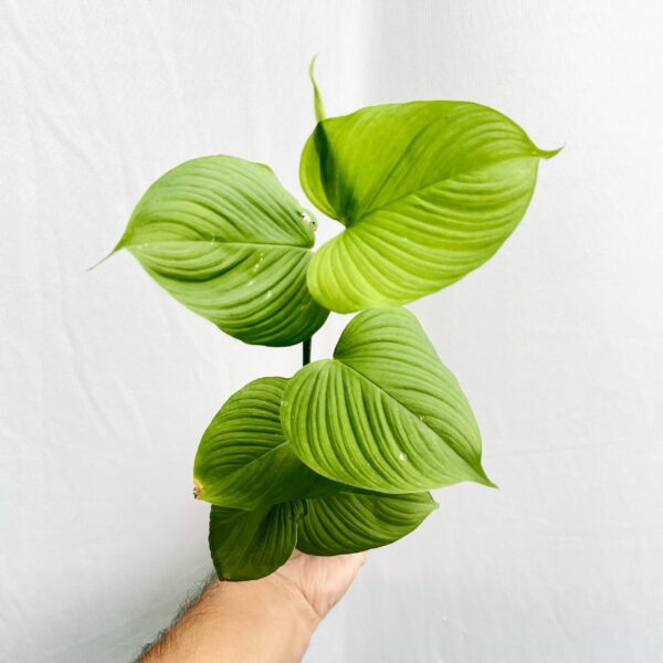 Philodendron Fibraecataphyllum - Image 2
