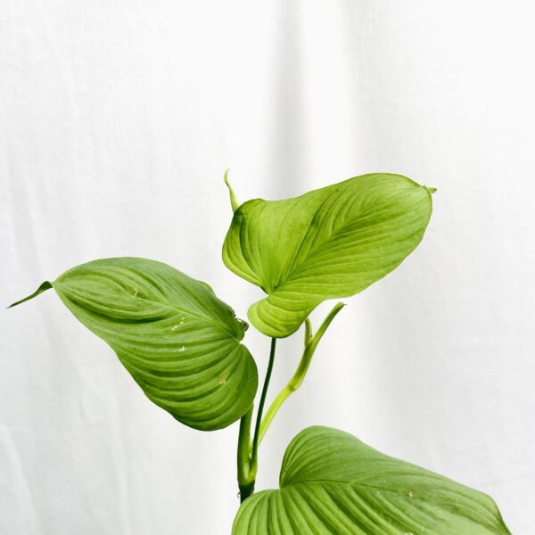 Philodendron Fibraecataphyllum - Image 4