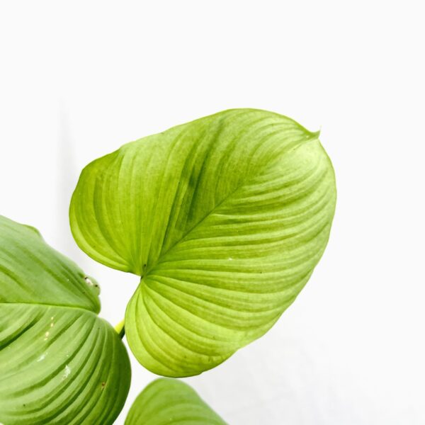 Philodendron Fibraecataphyllum - Image 5