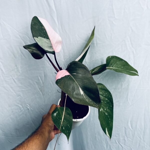 Philodendron Pink Princess - L