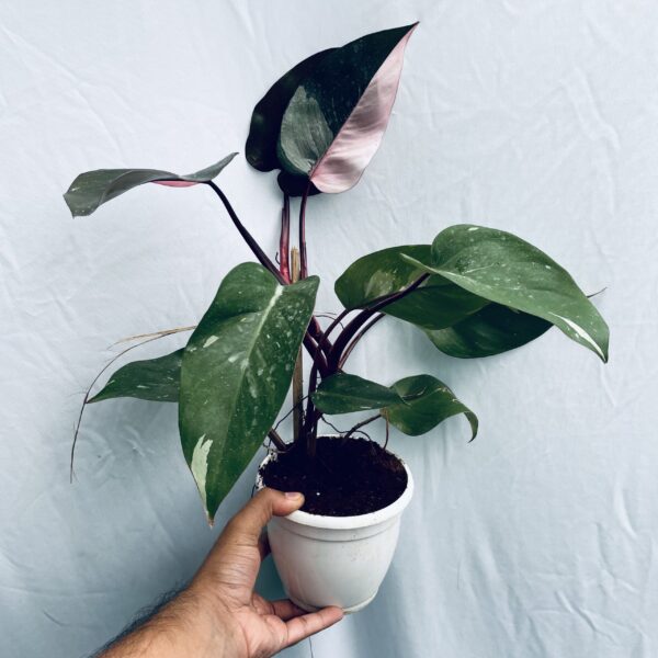 Philodendron Pink Princess - L - Image 2