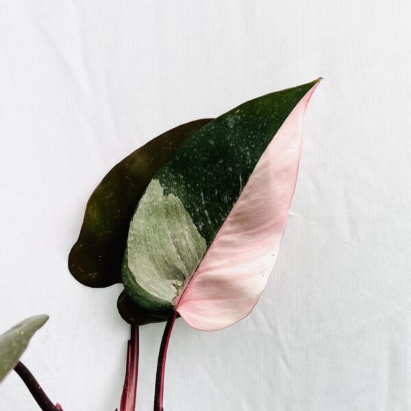 Philodendron Pink Princess - L - Image 3