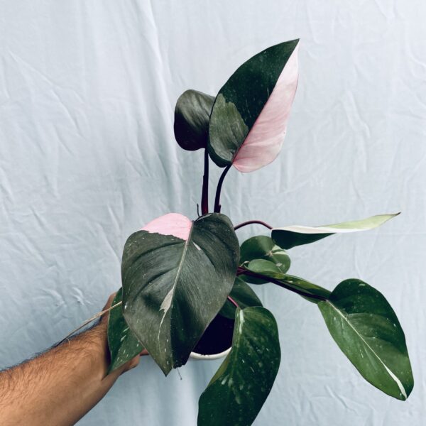 Philodendron Pink Princess - L - Image 4