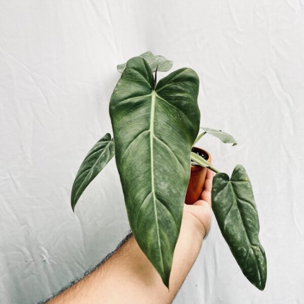 Philodendron Maximum - M - Image 3