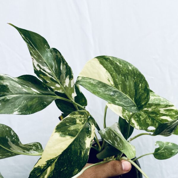 Epipremnum Pinnatum Albo Variegated - Image 3