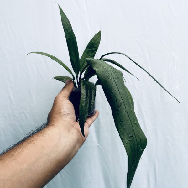 Anthurium Vittarifolium