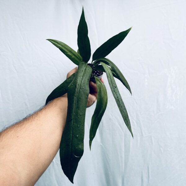 Anthurium Vittarifolium - Image 4