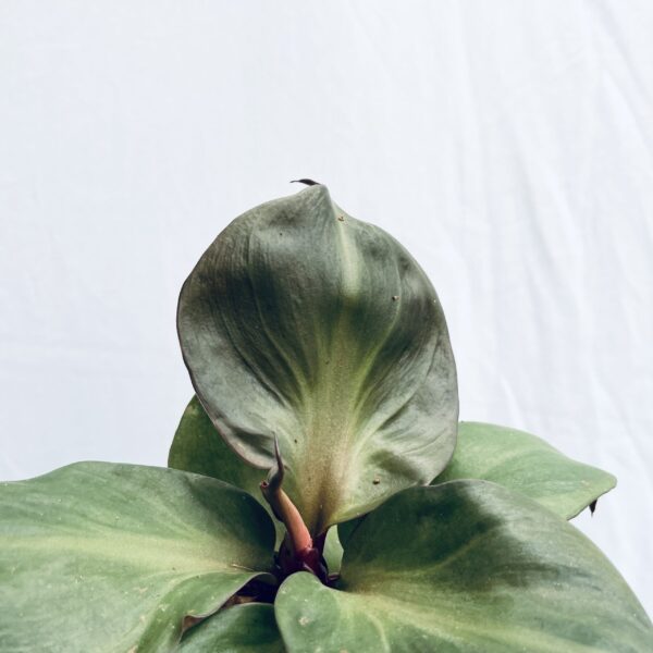 Philodendron Red Heart - M - Image 2