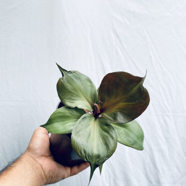 Philodendron Red Heart - M