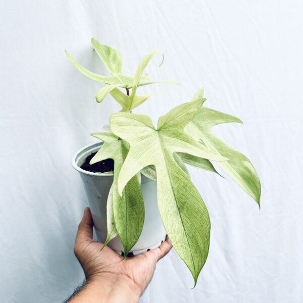 Philodendron Florida Ghost Mint - Image 3