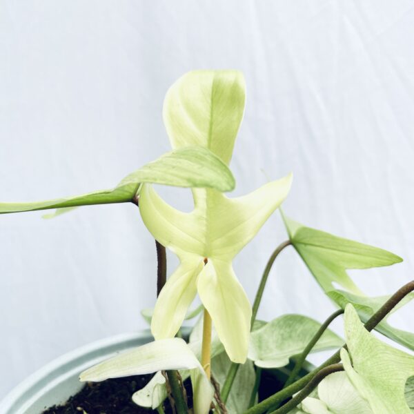 Philodendron Florida Ghost Mint - Image 2