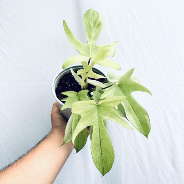 Philodendron Florida Ghost Mint