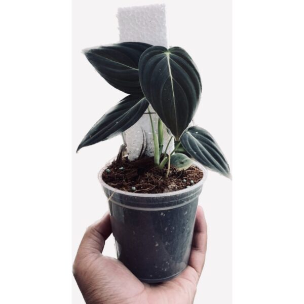 Philodendron Melanochrysum in clear pot