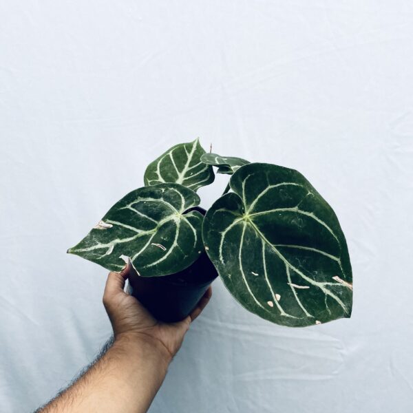 Anthurium Dorayaki Domino