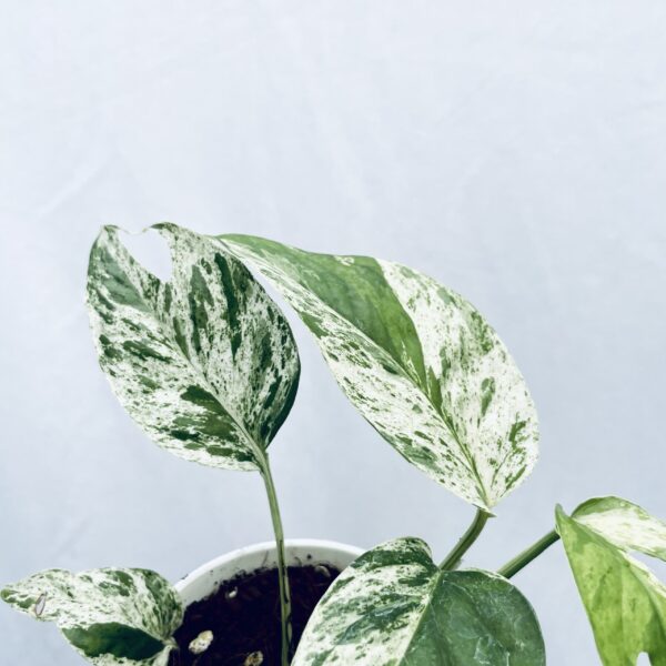 Epipremnum Pinnatum Marble Variegated - Image 3