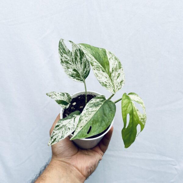 Epipremnum Pinnatum Marble Variegated