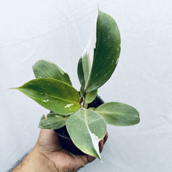 Philodendron White Knight